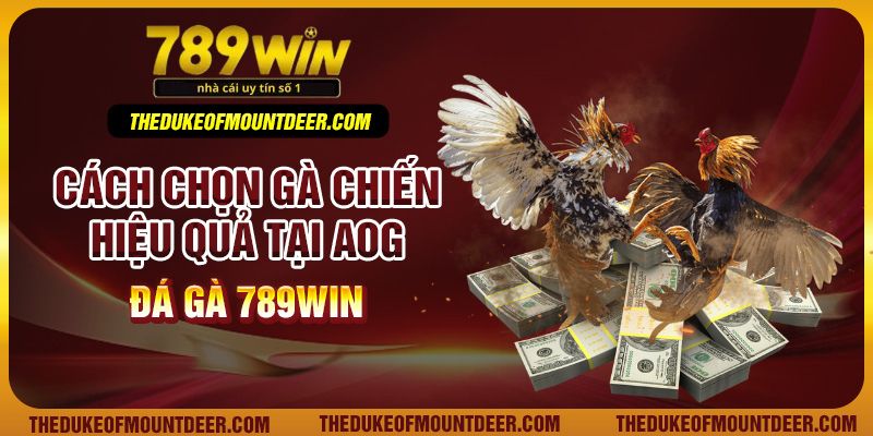 Cách chọn gà chiến hiệu quả tại AOG đá gà 789Win