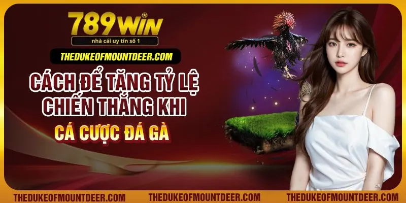 Cách để tăng tỷ lệ chiến thắng khi cá cược đá gà